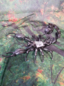 Scorpion II Metal Art